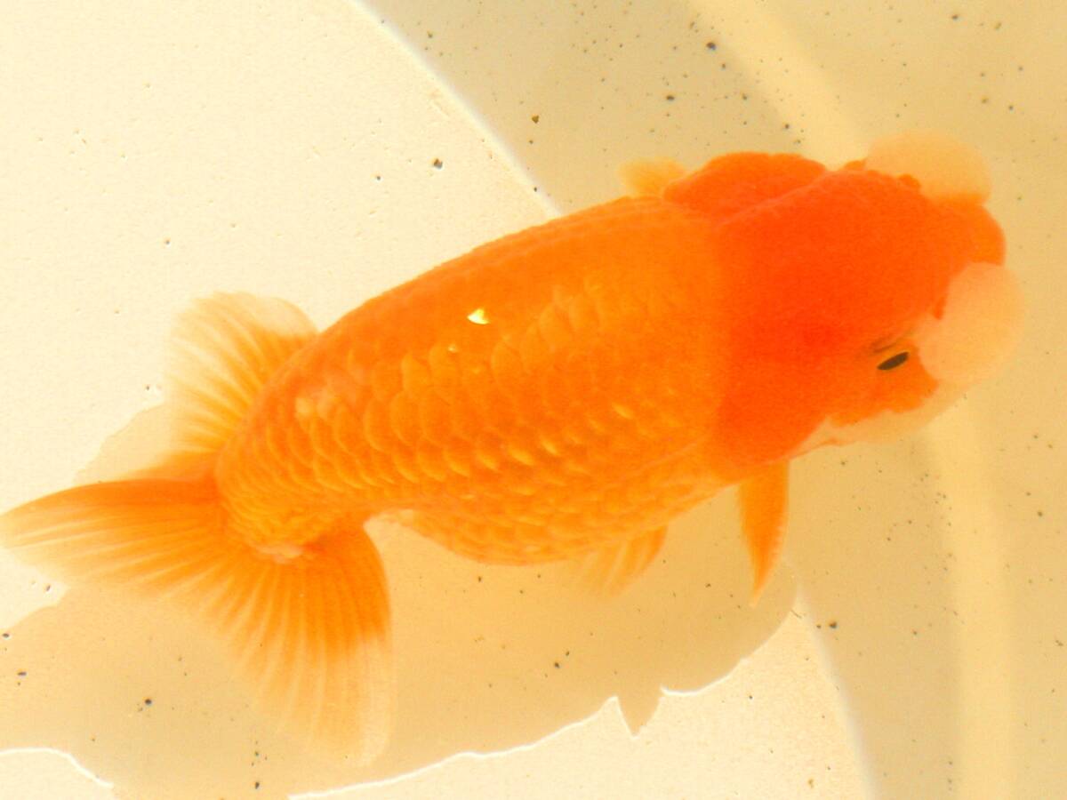 .fn tongue *2 -years old fish * Chuubu west Ozeki system * male type *11cm*007*.- kun 