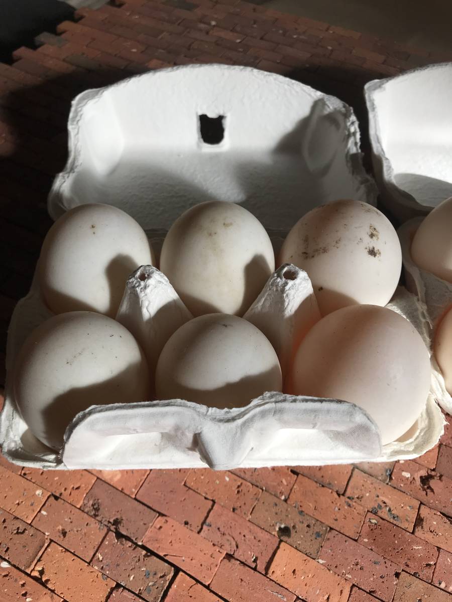 【食用】 有精卵 12個 　アヒル　合鴨　　無洗卵　食用 卵 家畜 　 平飼い 未使用_画像2