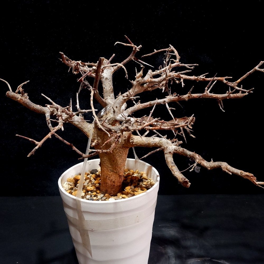 1円～ コミフォラ ミルドブラエディ 発根管理中 珍樹 希少 Commiphora mildbraedii ベアルート 1円オク 2/1輸入 塊根植物 最落無し_画像3