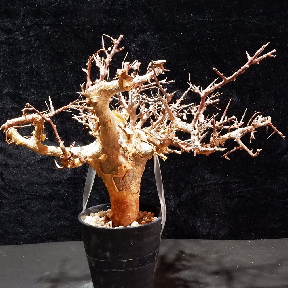 1円～ 大株 コミフォラ ミルドブラエディ 発根管理中 珍樹 希少 Commiphora mildbraedii ベアルート 1円オク 2/1輸入 塊根植物 最落無しの画像7