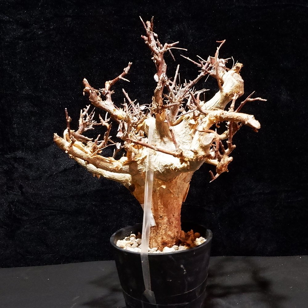 1円～ 大株 コミフォラ ミルドブラエディ 発根管理中 珍樹 希少 Commiphora mildbraedii ベアルート 1円オク 2/1輸入 塊根植物 最落無しの画像6