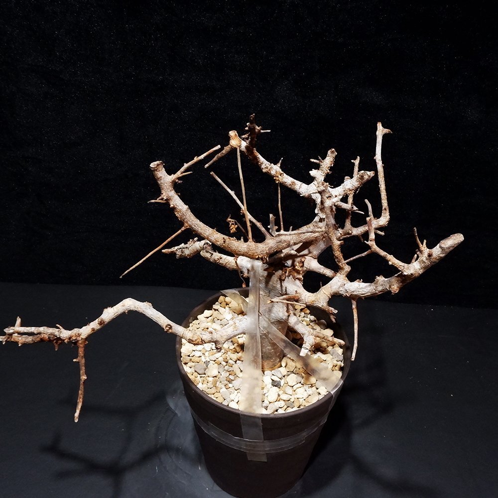 1円～ コミフォラ ホルトジアナ 発根管理中 珍樹 希少 Commiphora Holtziana ベアルート 1円オク 2/25輸入 塊根植物 最落無し コーデックの画像8