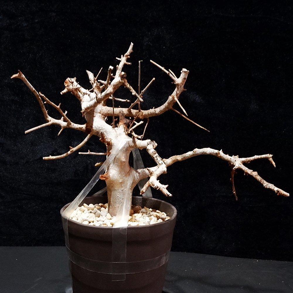 1円～ コミフォラ ホルトジアナ 発根管理中 珍樹 希少 Commiphora Holtziana ベアルート 1円オク 2/25輸入 塊根植物 最落無し コーデックの画像2