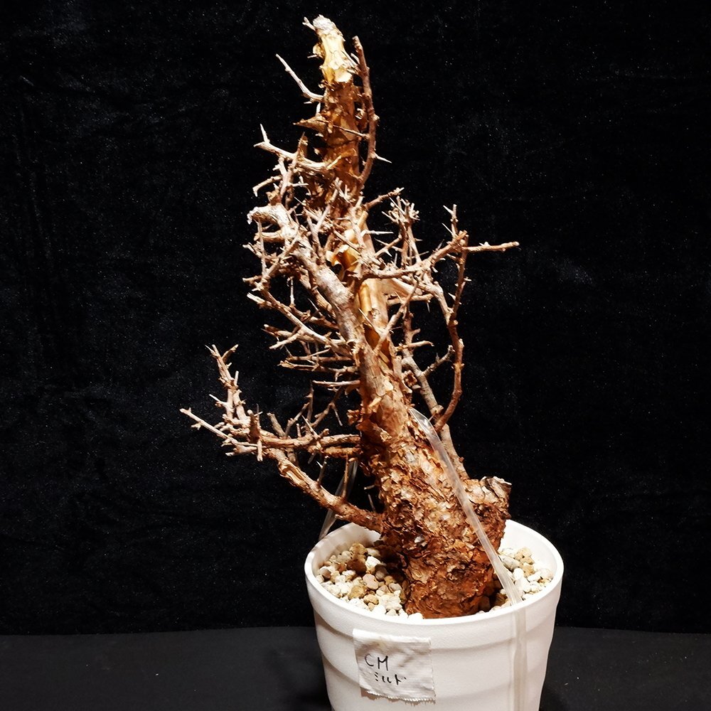 1円～ コミフォラ ミルドブラエディ 発根管理中 特大 希少 Commiphora mildbraedii ベアルート 1円オク 2/25輸入 塊根植物 最落無しの画像4