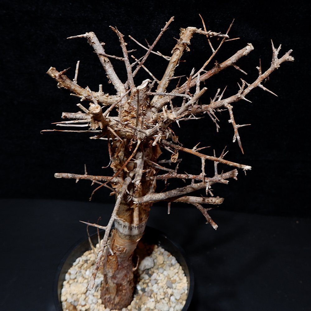 1円～ コミフォラ ミルドブラエディ 発根管理中 希少 Commiphora mildbraedii ベアルート 1円オク 2/25輸入 塊根植物 最落無しの画像3