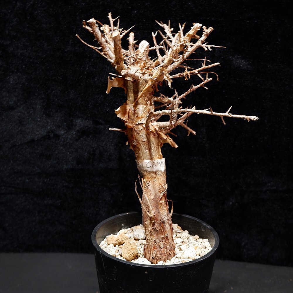 1円～ コミフォラ ミルドブラエディ 発根管理中 希少 Commiphora mildbraedii ベアルート 1円オク 2/25輸入 塊根植物 最落無しの画像5