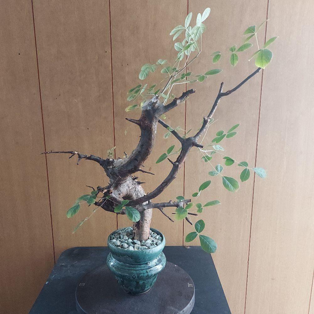 1円～ コミフォラ ミルドブラエディ 発根管理中 希少 Commiphora mildbraedii ベアルート 1円オク 2/25輸入 塊根植物 最落無しの画像7