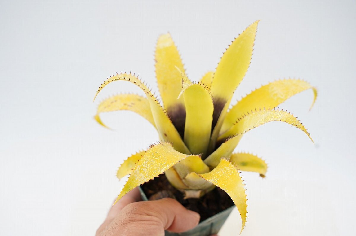 ★TO★小形で人気のタンクブロメリア　ネオレゲリア・ムーレアナ　 Neoregelia mooreana　観葉植物　3号ポット苗　現品　60サイズ_画像7