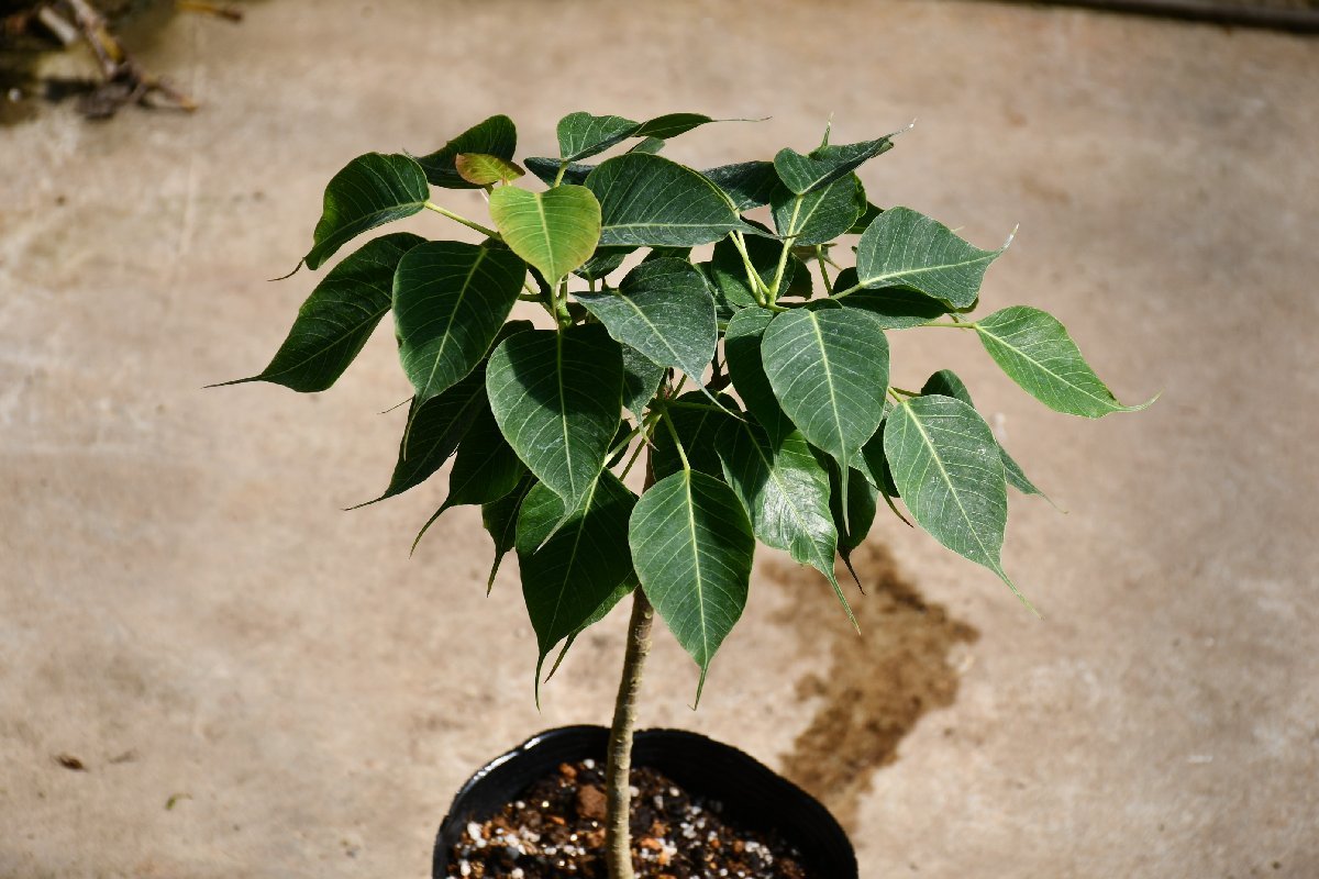 240320☆AO☆珍種　インドボダイジュの矮性品種 Ficus religiosa 'Compacta' 100サイズ_画像3