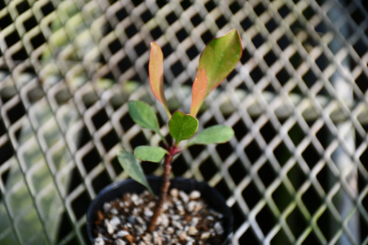 240340☆AO☆花が豪華できれい　キングプロテアの苗 Protea cynaroides 60センチ_画像3