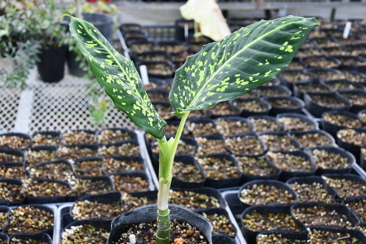 240364☆AO☆珍種 ディフェンバキア・レオポルディー Dieffenbachia leopoldii 100サイズの画像1