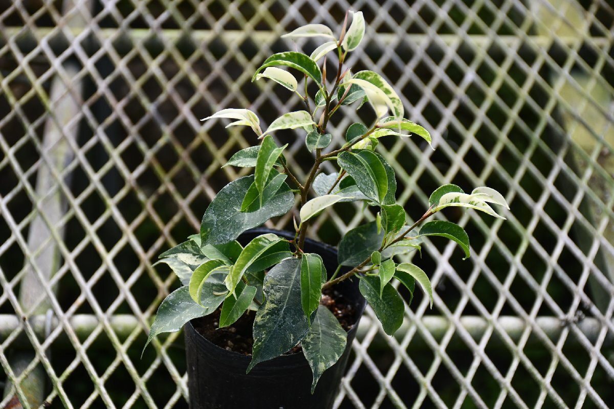 240381☆AO☆ゴムの木の仲間　新しい品種　フィクス'ソルト & ペッパー'　Ficus 'Salt & Pepper'　60サイズ_画像3