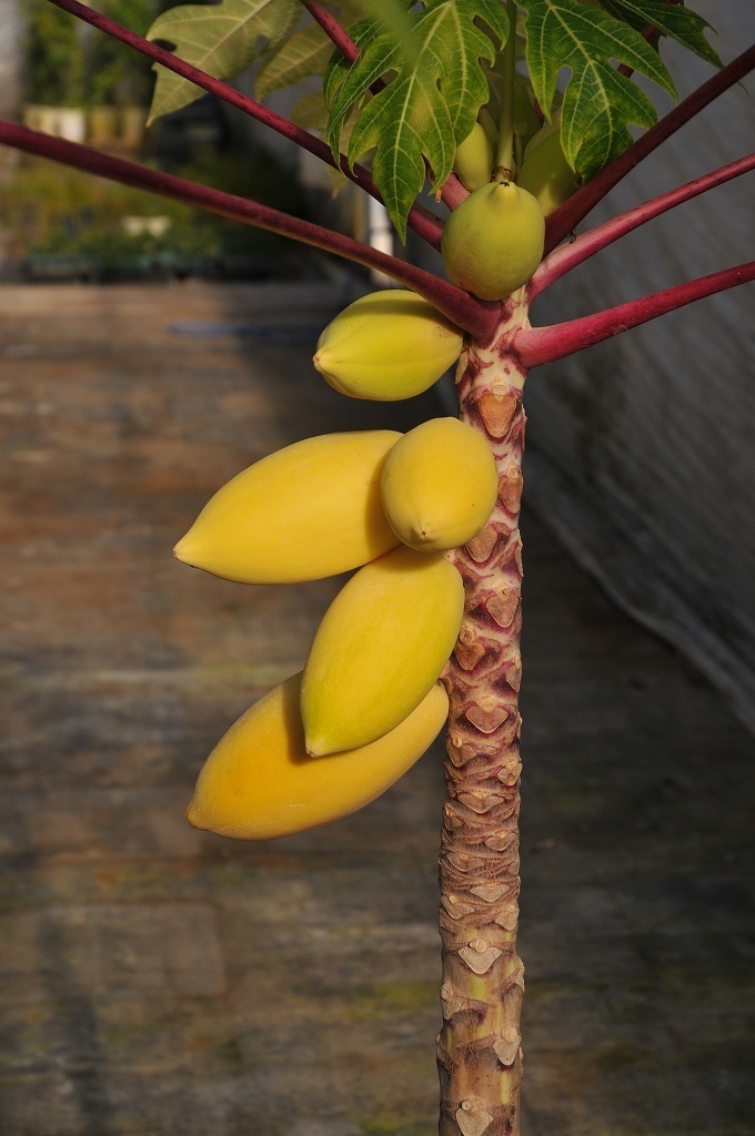 ★TO★初めから黄色い実がなるゴールデンパパイヤの実生苗　矮性　Carica papaya　熱帯果樹　3号ポット苗　現品　60サイズ_参考写真