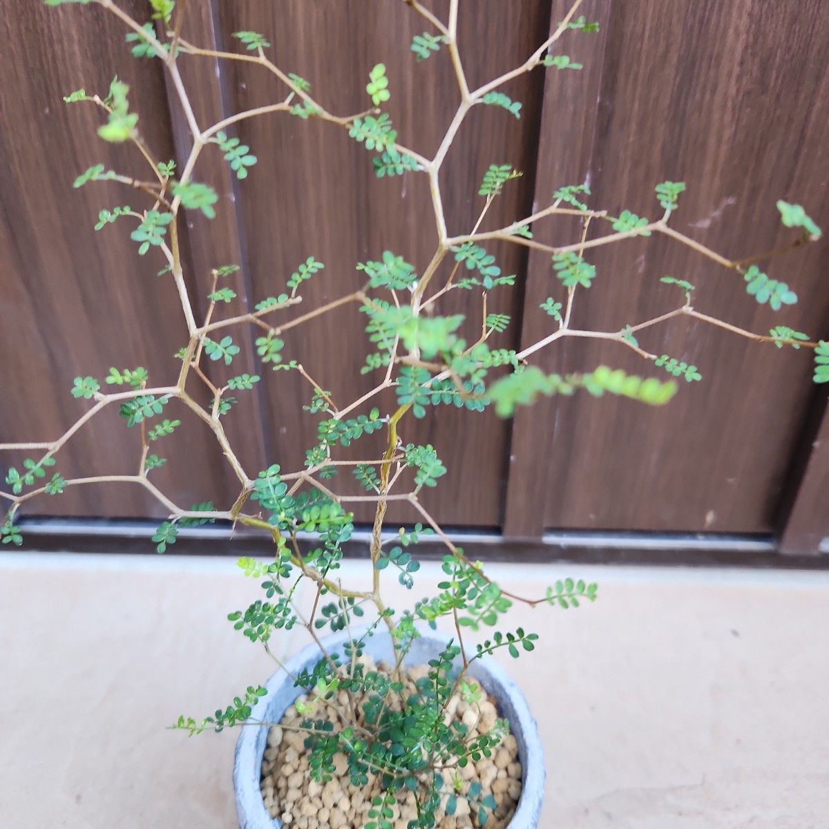 ソフォラリトルベイビー　メルヘンの木　テラコッタ鉢植え　苗　盆栽　観葉植物