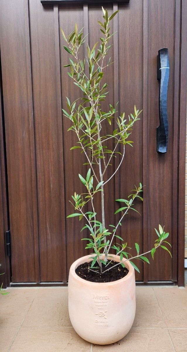 大型　オリーブの木　ひなかぜ　テラコッタ鉢植え　苗　シンボルツリー