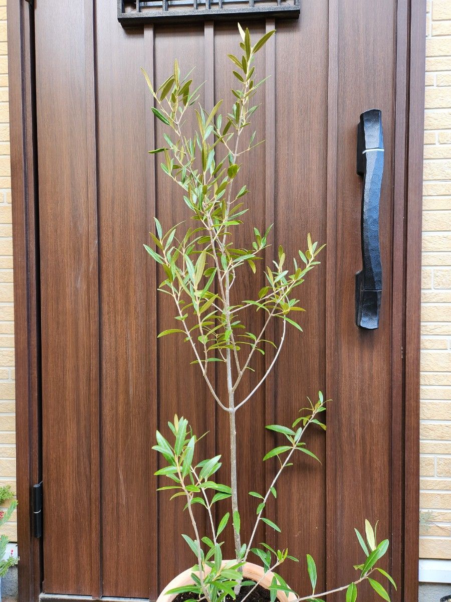 大型　オリーブの木　ひなかぜ　テラコッタ鉢植え　苗　シンボルツリー