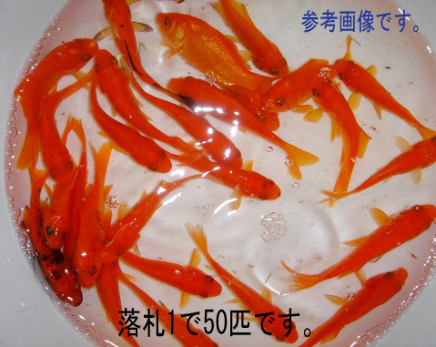 大姉　50匹　大姉金　金魚　餌金　エサ金　アネ_画像3