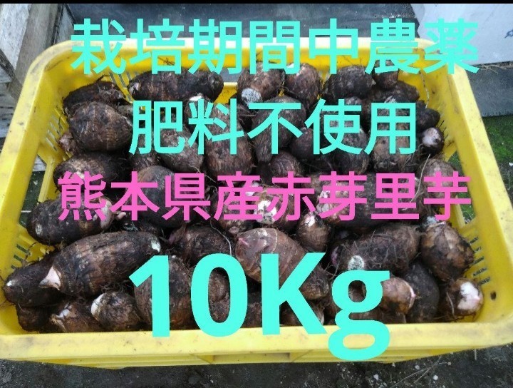 ●無農薬無肥料栽培●熊本県産●赤芽里芋●10Kg●種用にも_画像1
