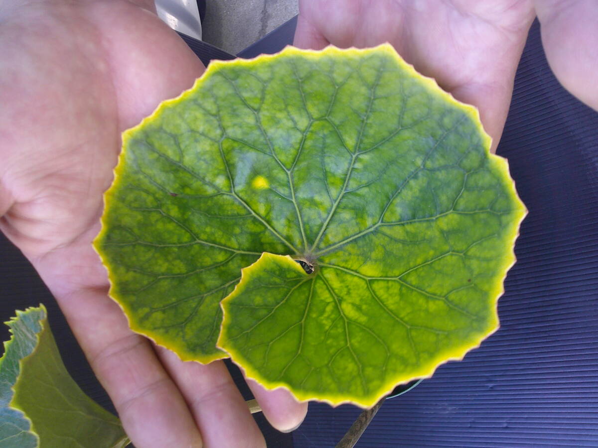 霧島山草園★　　ツワブキ　黄冠　株物_画像3