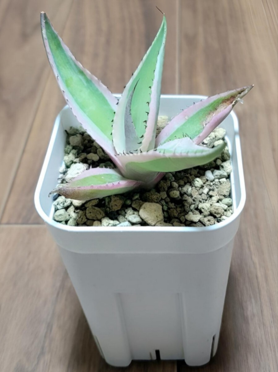 アガベ グイエンゴーラ 錦 【 Agave guiengora variegata 】 カキコ（ 抜き苗発送 ） 送料：73円～ ★同封OK!!★_画像1