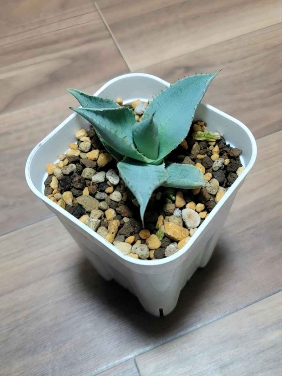 ★人気種★ アガベ ドラゴントゥース 子株 (抜苗発送） Agave pygmaea 'Dragon Toes' (アガベ ピグマエア ドラゴントゥース） 送料：73円～_画像3