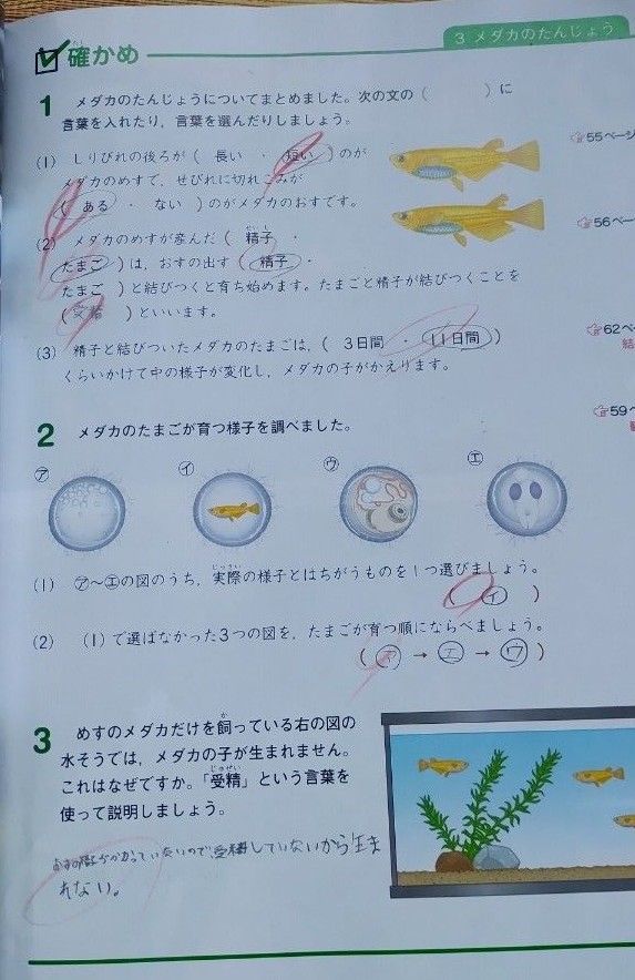 小学理科　5　令和4年度　教育出版　小学校　小5　未来をひらく　理科　 教科書　5年