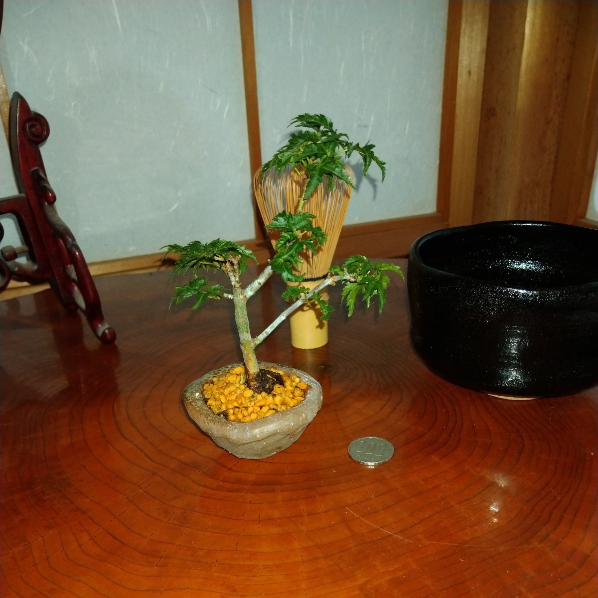 獅子頭モミジ　備前焼の鉢　ミニ盆栽　1_画像6