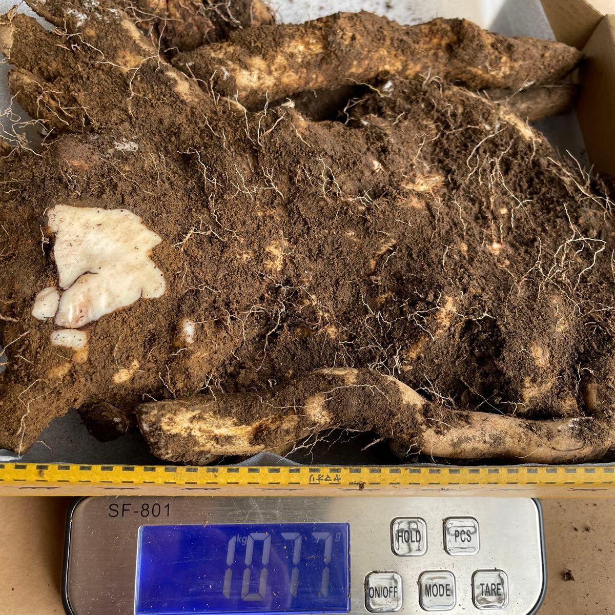 栃木県産 天然 自然薯 山芋 訳あり 約1kg