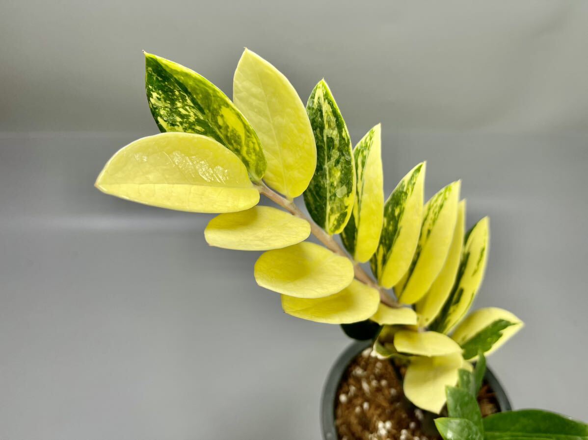 「08」ザミオクルカス ザミーフォリア 斑入りZZ plant Variegated (Zamioculcas Zamiifolia) 観葉植物_画像2