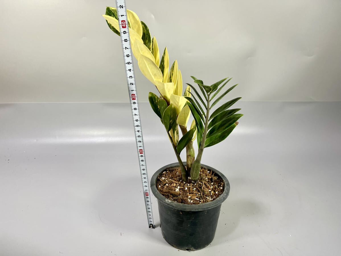 「08」ザミオクルカス ザミーフォリア 斑入りZZ plant Variegated (Zamioculcas Zamiifolia) 観葉植物_画像6