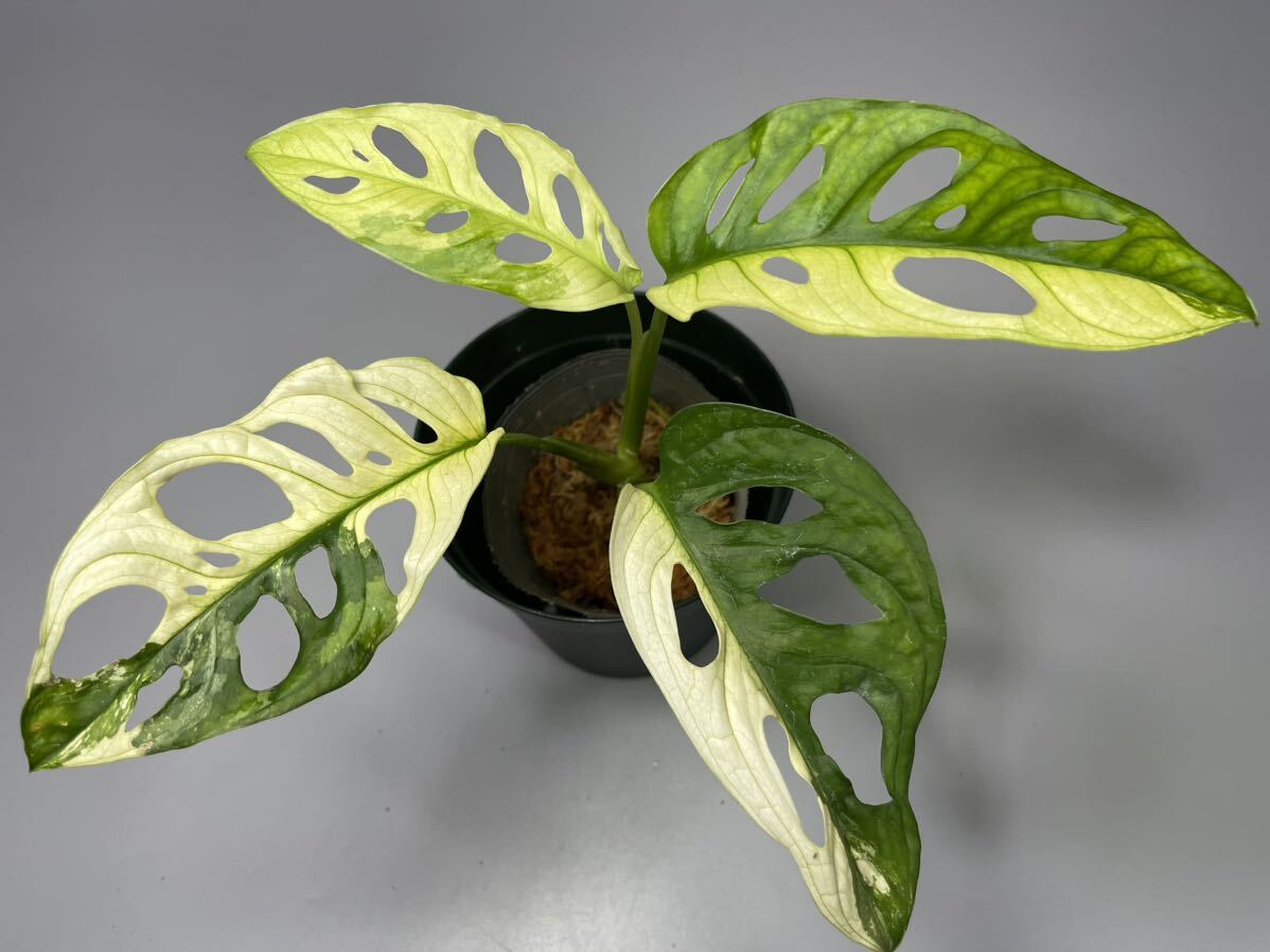 「19」Monstera Adansonii Variegata マドカズラ　斑入り　モンステラ アダンソニー　バリエガータ　_画像1