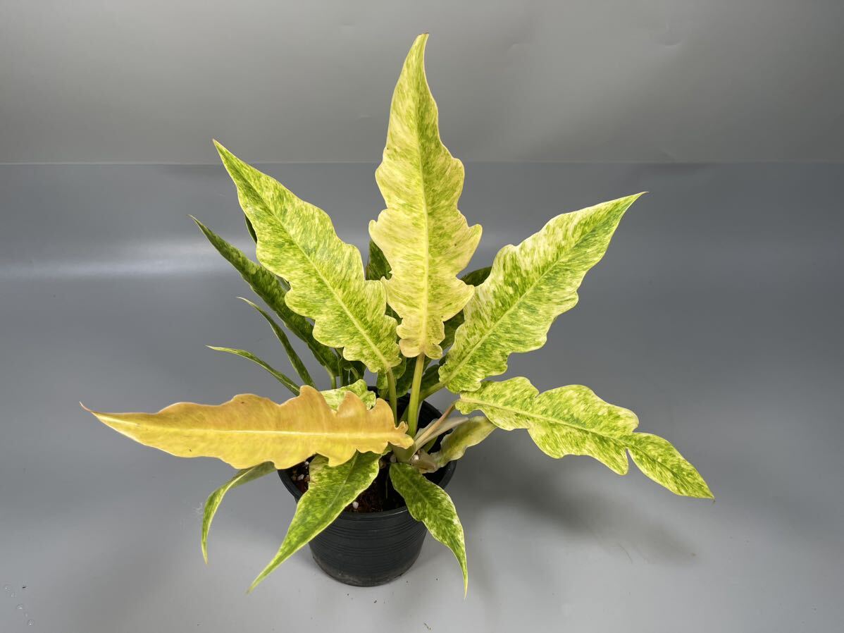 [08]NEW! Philodendron Ring of Fire Golden Flame (Yellow Mint)firoten Delon ring ob fire Golden f Ray m. entering 