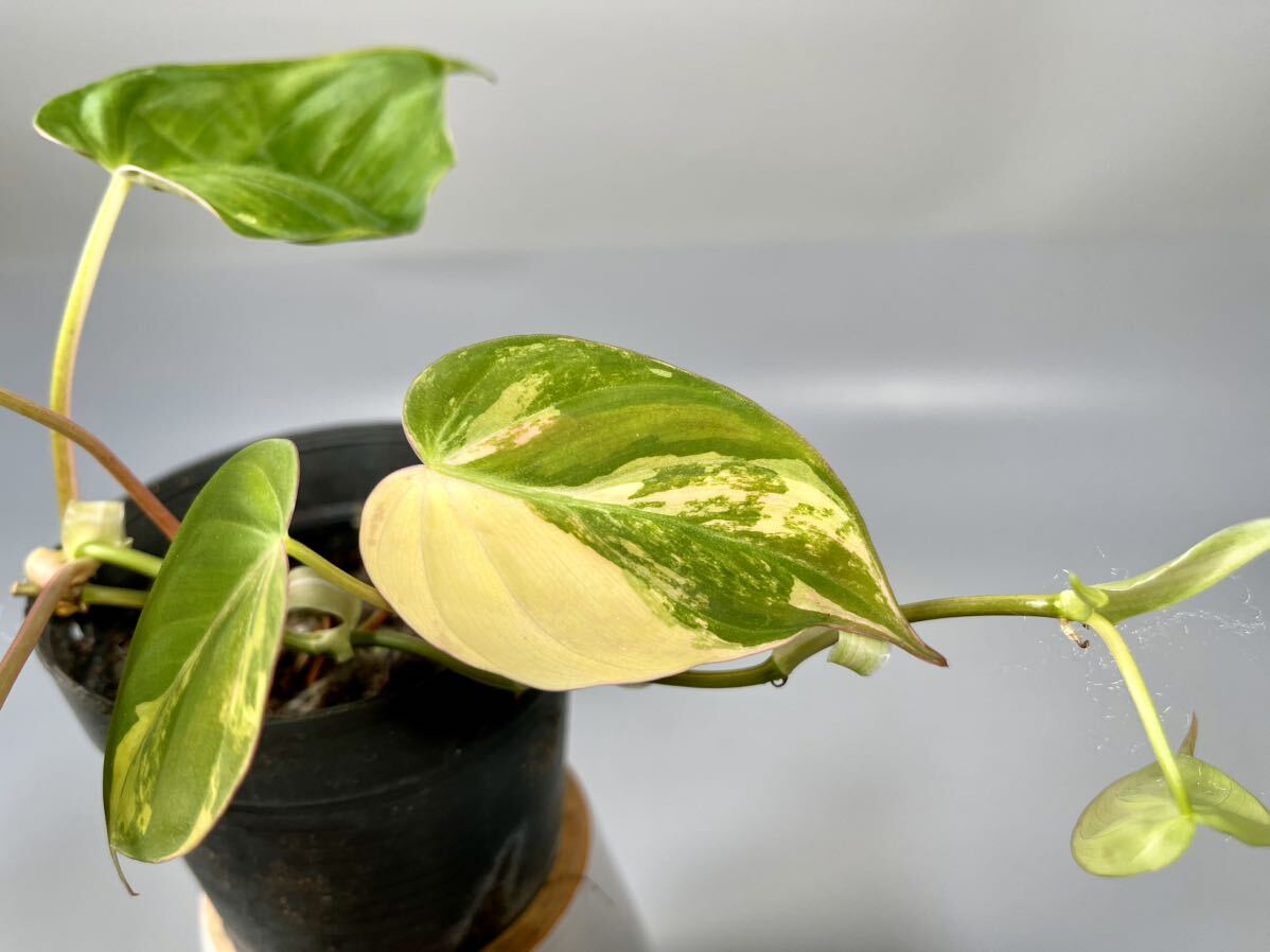 [20]firoten Delon *mi can s. entering Philodendron micans variegated