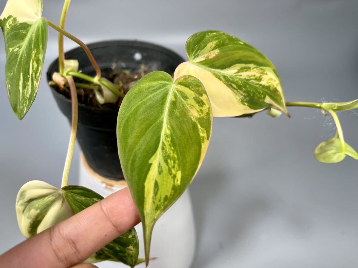 [20]firoten Delon *mi can s. entering Philodendron micans variegated