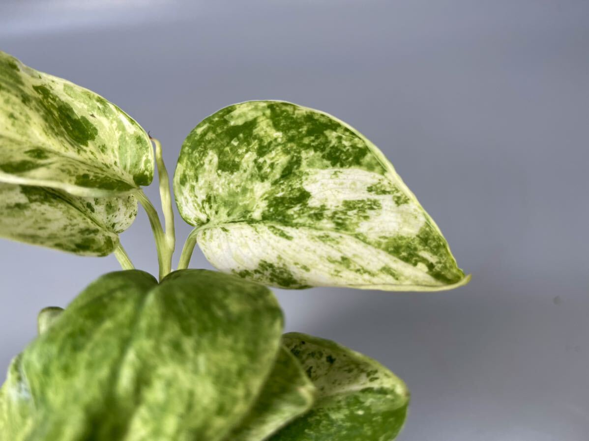 「33」スキンダプサス ジェイド サテン マーブルクイーン 斑入り Scindapsus Jade Satin Marble Queen Variegated_画像2