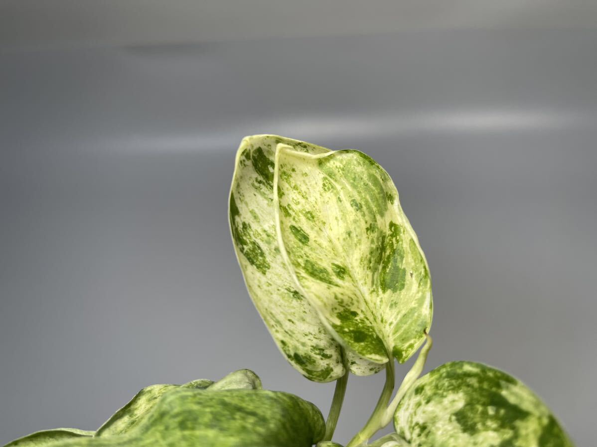 「33」スキンダプサス ジェイド サテン マーブルクイーン 斑入り Scindapsus Jade Satin Marble Queen Variegated_画像5