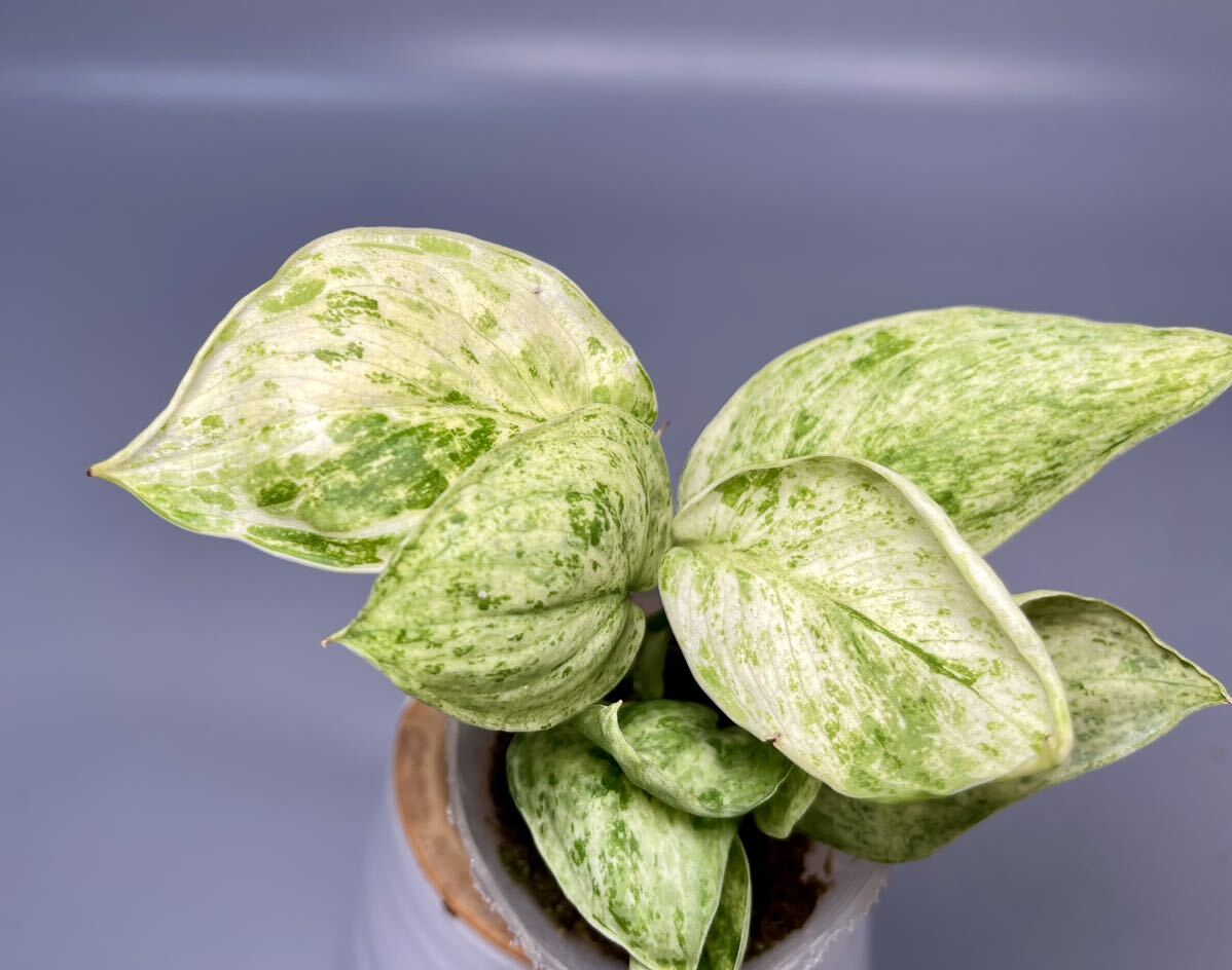 [34]s gold dap suspension Jade satin marble Queen . entering Scindapsus Jade Satin Marble Queen Variegated