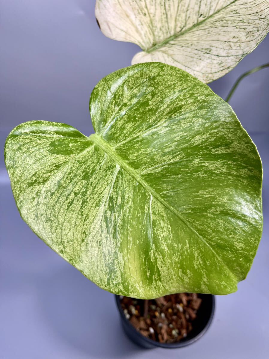 「02」モンステラ　デリシオーサ　ホワイトモンスター Monstera deliciosa White Monster_画像2