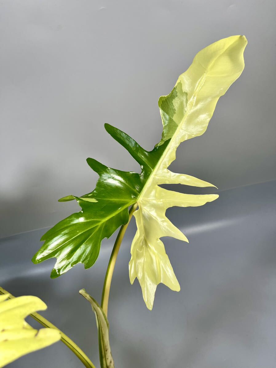 「03」Philodendron Golden dragon half moon variegated フィロデンドロン ゴールデンドラゴン ハーフムーン斑入りの画像4