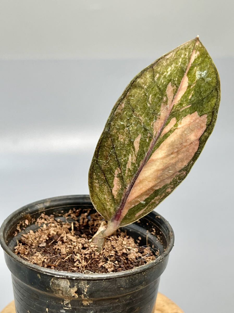 [06] The mi ok LUKA s black pink Varie ga-ta. entering ZZ plant Variegated (zamioculcas zamiifolia raven black pink) decorative plant 