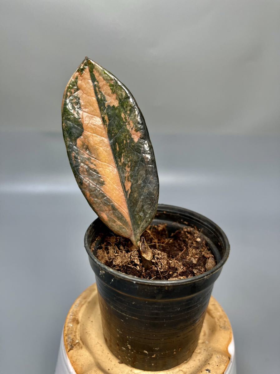 [06] The mi ok LUKA s black pink Varie ga-ta. entering ZZ plant Variegated (zamioculcas zamiifolia raven black pink) decorative plant 