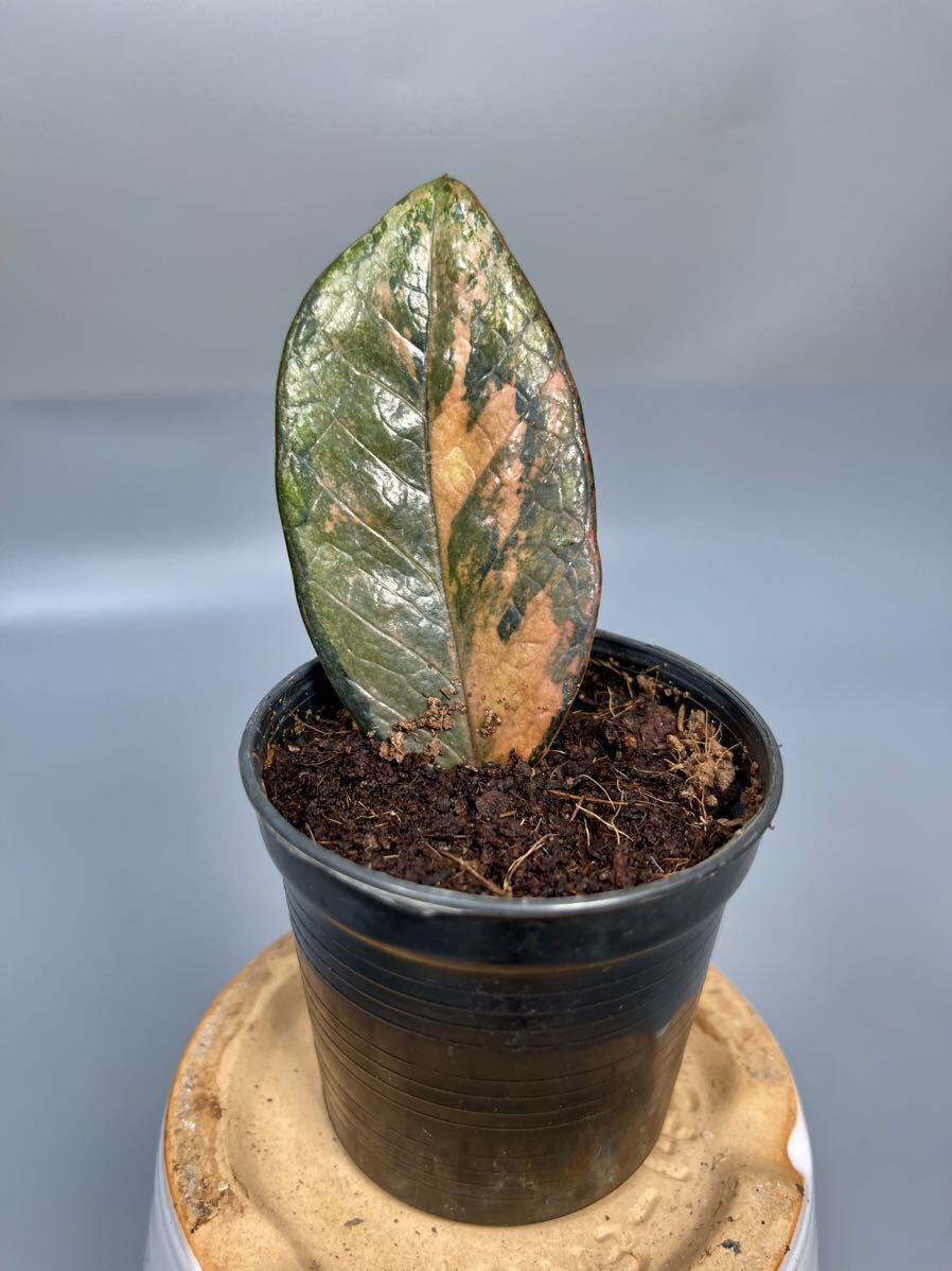 「07」 ザミオクルカス ブラック ピンクバリエガータ斑入りZZ plant Variegated (zamioculcas zamiifolia raven black pink) 観葉植物_画像1