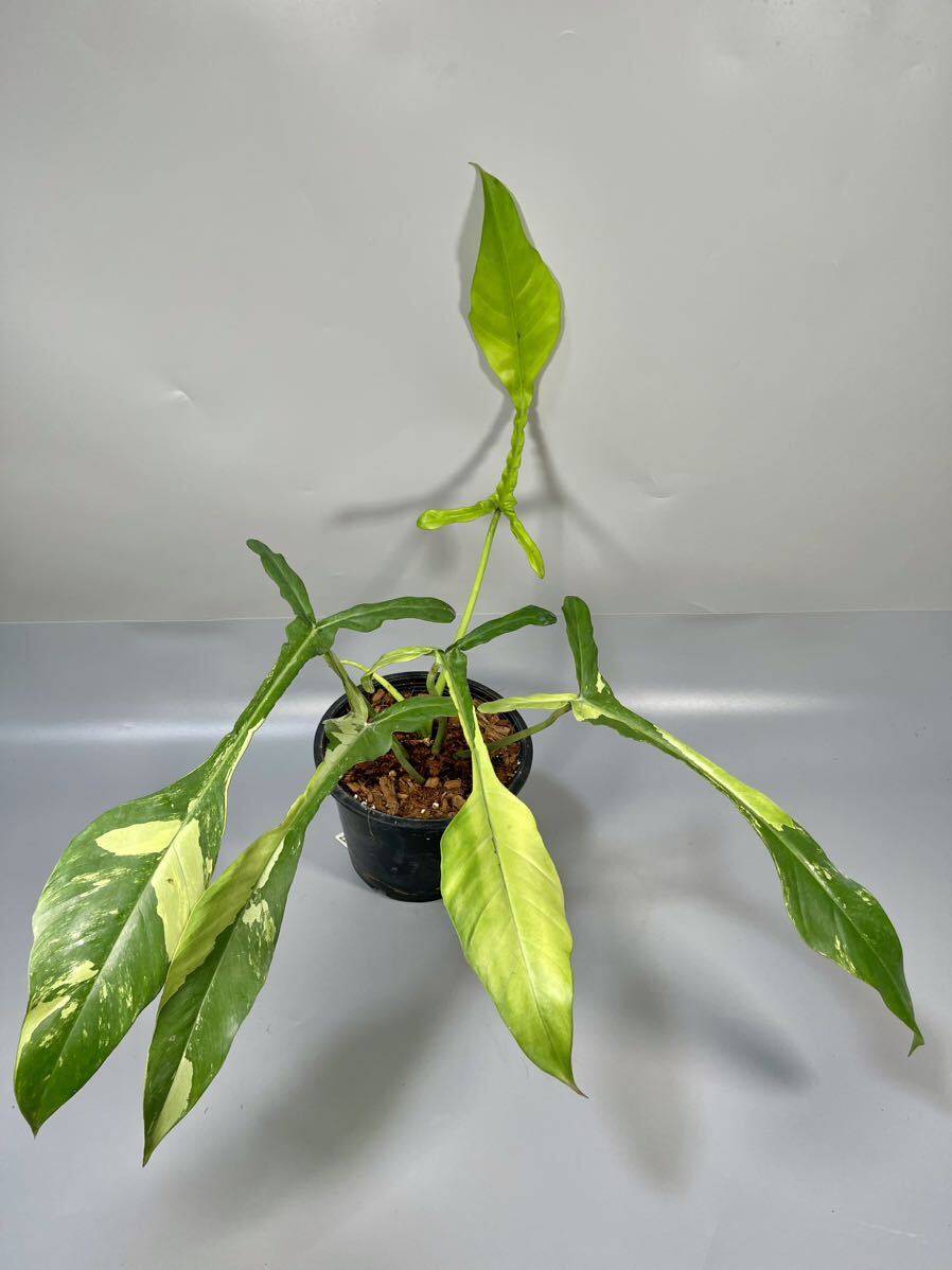 「010」Philodendron Joepii Variegated フィロデンドロン ジョーピー 斑入り の画像1