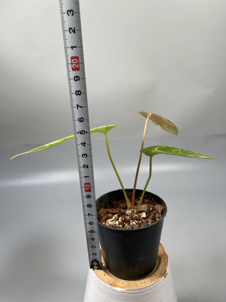 [09] Anthurium Papillilaminum(v) x green mamba variegated Anne s dragon mpapi lilac minam green man ba. entering 