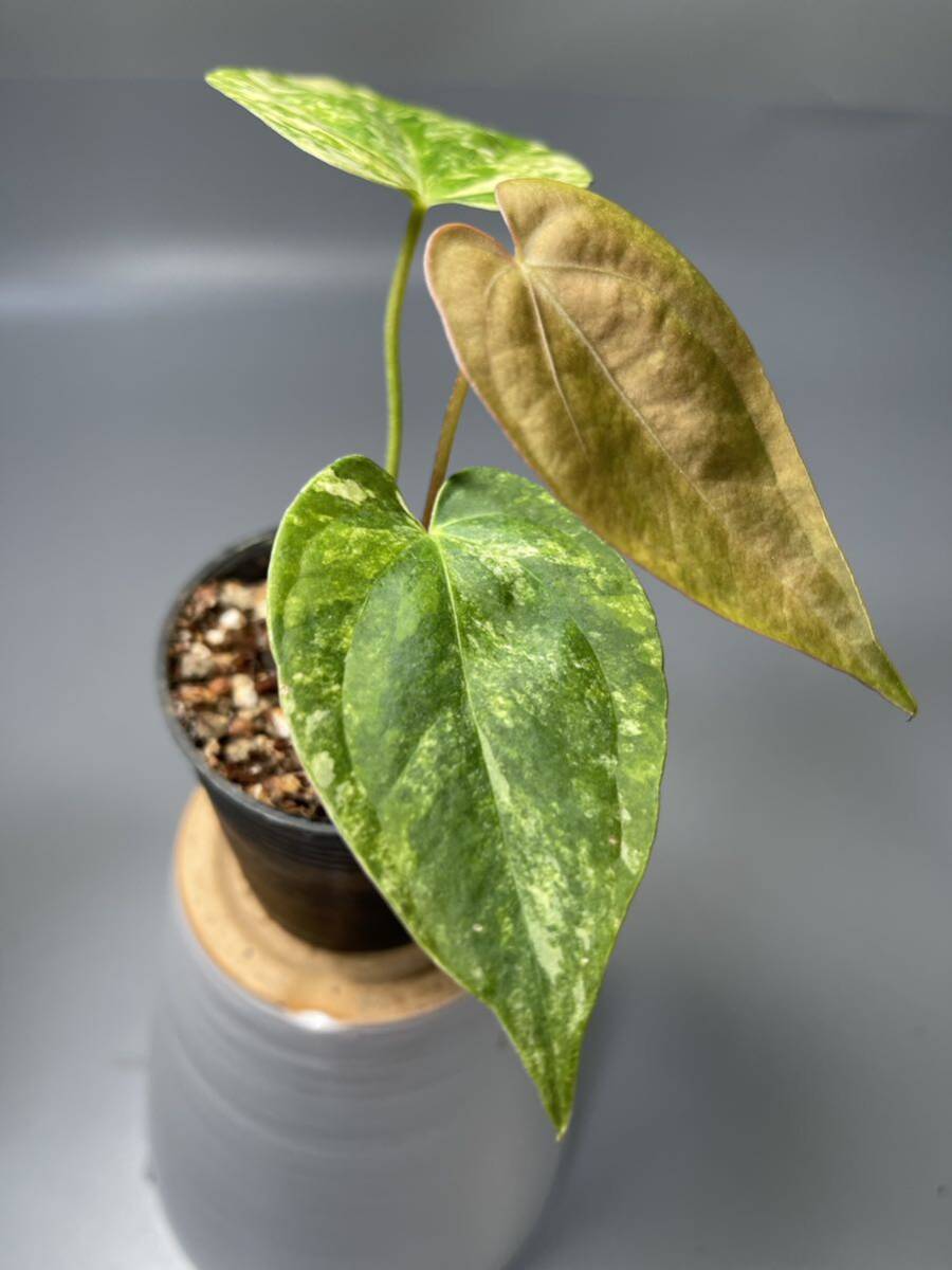 [09] Anthurium Papillilaminum(v) x green mamba variegated Anne s dragon mpapi lilac minam green man ba. entering 