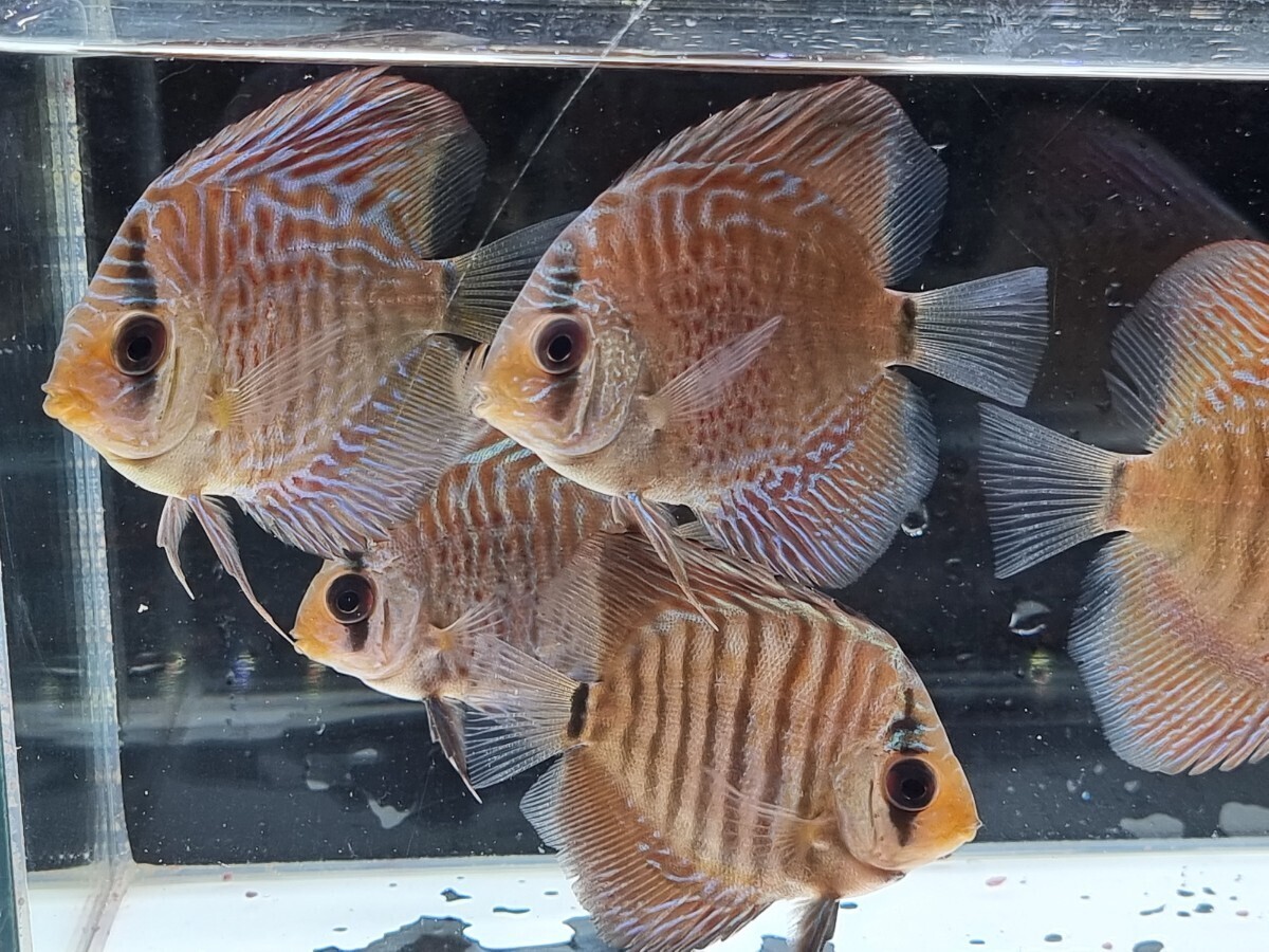 . beauty! discus * anchor red 