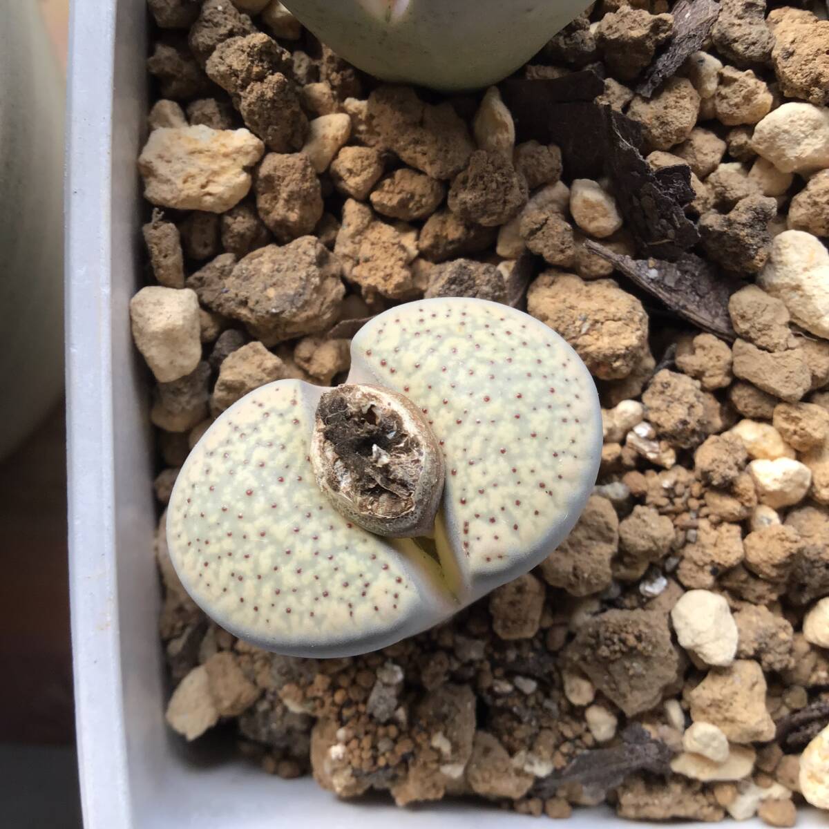 種子30粒　C160 リトープス　グラブラ　Lithops glabra_画像3