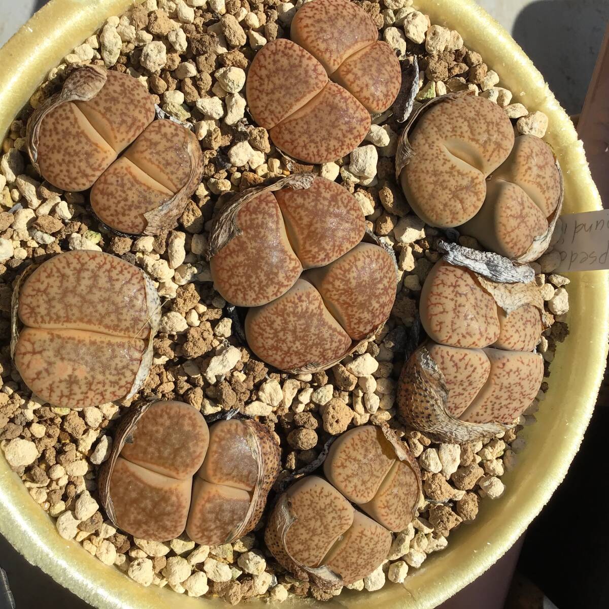 種子30粒　C100 リトープス　ムンディ　Lithops mundii_画像1