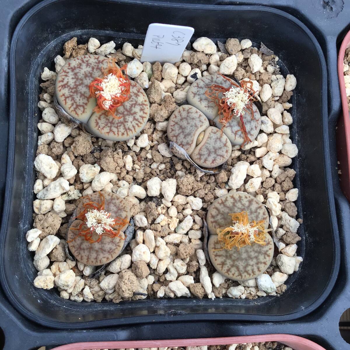 種子30粒 C381 Lithops alpinaの画像2