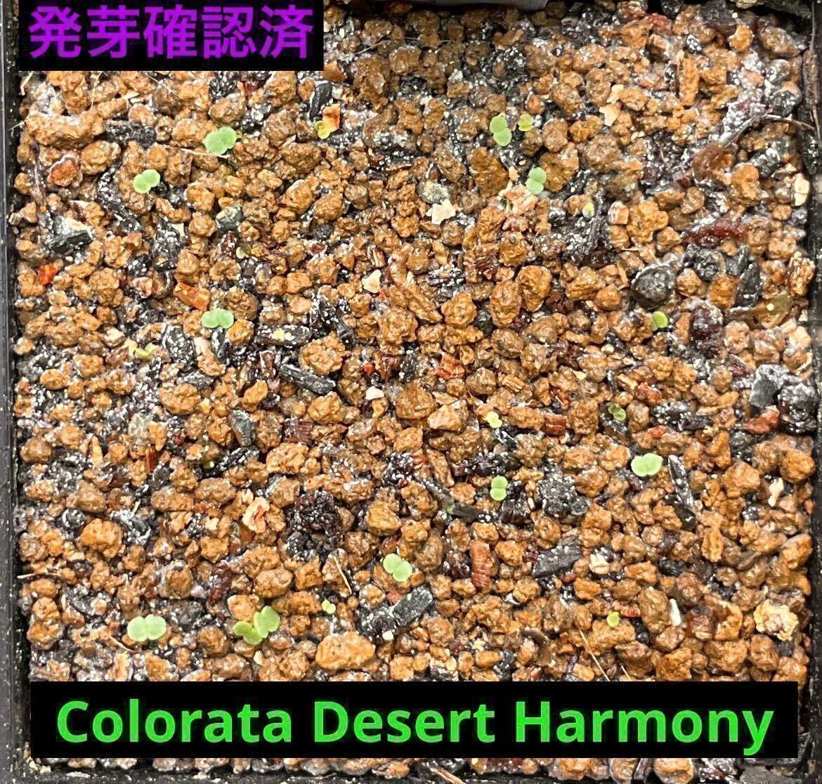 多肉植物 エケベリア Colorata Desert Harmony コロラータ デザートハーモニー　種子　30粒　ゴンザレス・レオさんの種子　_画像3